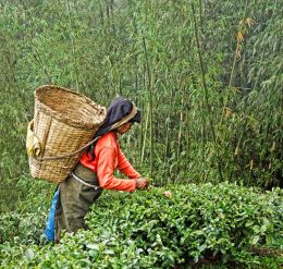 Tea Picker