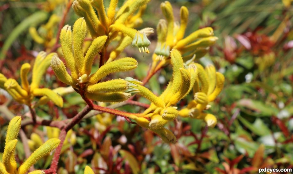 Entry number 107221 Kangaroo Paw flowers