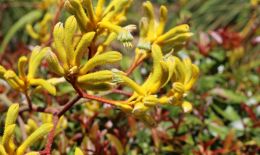 Entry number 107221 Kangaroo Paw flowers