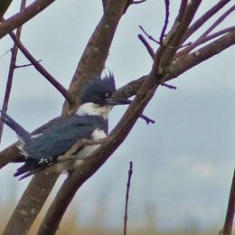 Kingfisher in the mist Picture