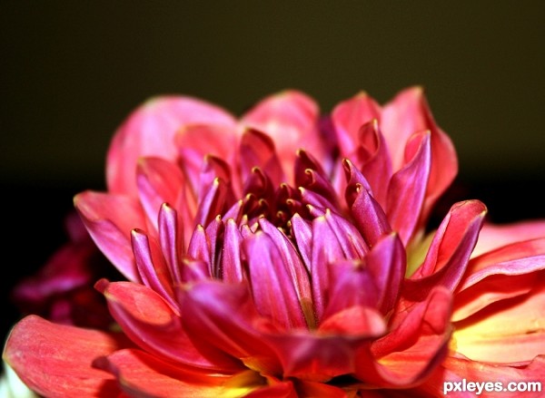 Creation of Flower Kaleidoscope: Step 1