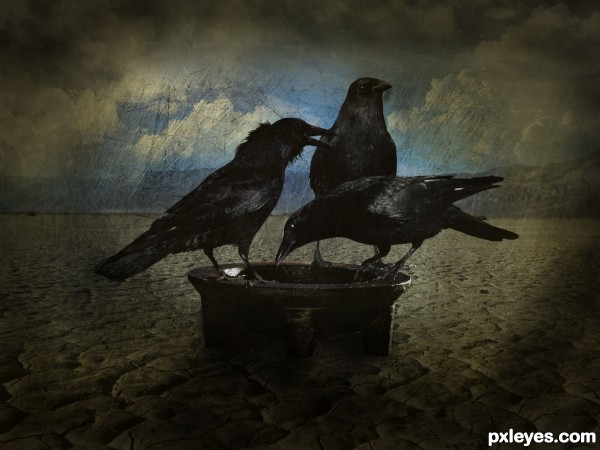 thirsty crows  photoshop picture)