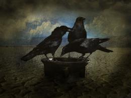 thirsty crows 