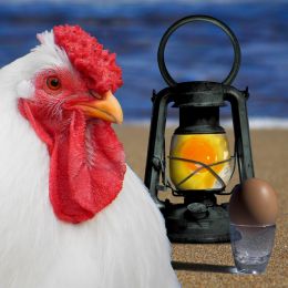 ChickenLight