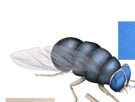 Creation of The Green Fly: Step 8