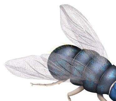 Creation of The Green Fly: Step 9