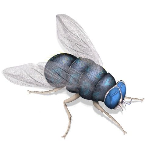 Creation of The Green Fly: Step 10