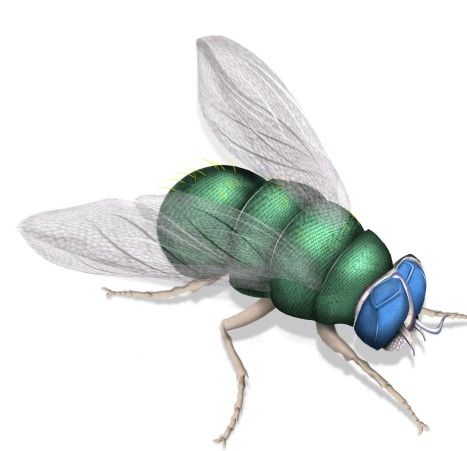 Creation of The Green Fly: Step 11