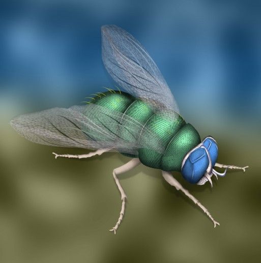 Creation of The Green Fly: Step 12