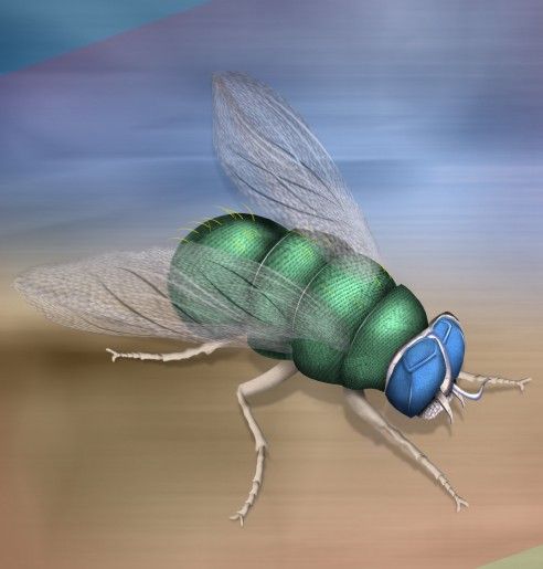Creation of The Green Fly: Step 13