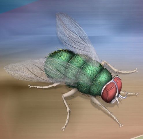 Creation of The Green Fly: Step 14