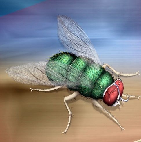 Creation of The Green Fly: Step 15