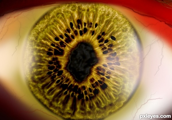 Creation of Human_Eye: Step 14