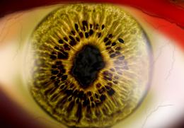 Human_Eye Picture