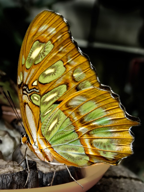 Kiwi Green Butterfly