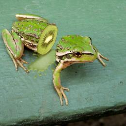 dissected frog Picture