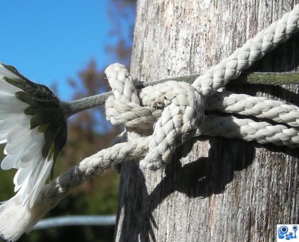 A flowery knot..