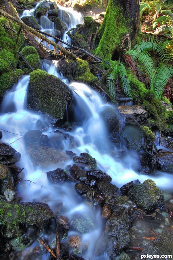 Forest stream