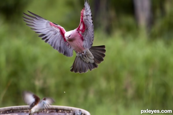 Scram pesky Dove