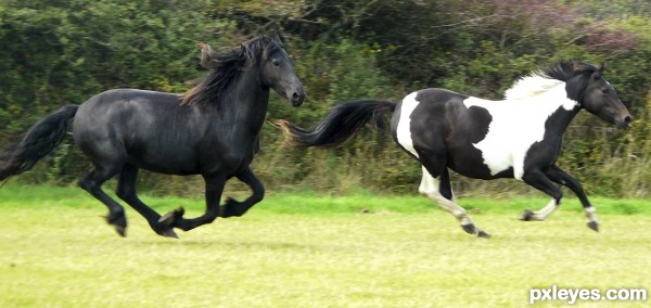 running horses