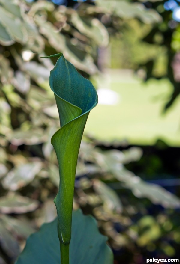 L is for Lily