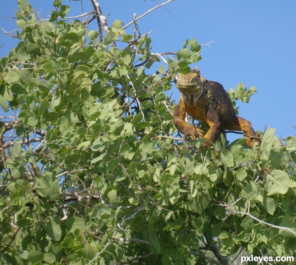 L is for lizard