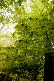 G is for Green Picture