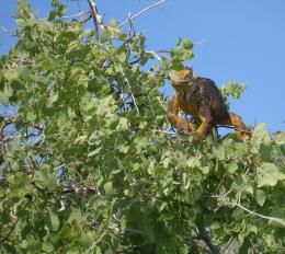 L is for lizard