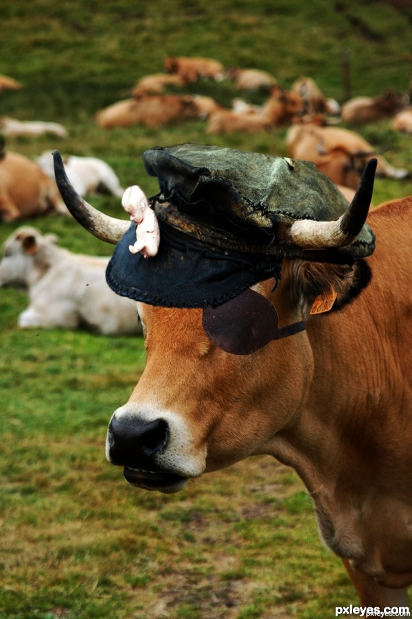 pirate cow