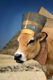 Egyptian cow