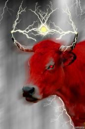 Red Lightning Cow Picture