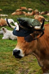 pirate cow