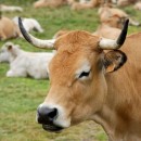 labeled cow source image