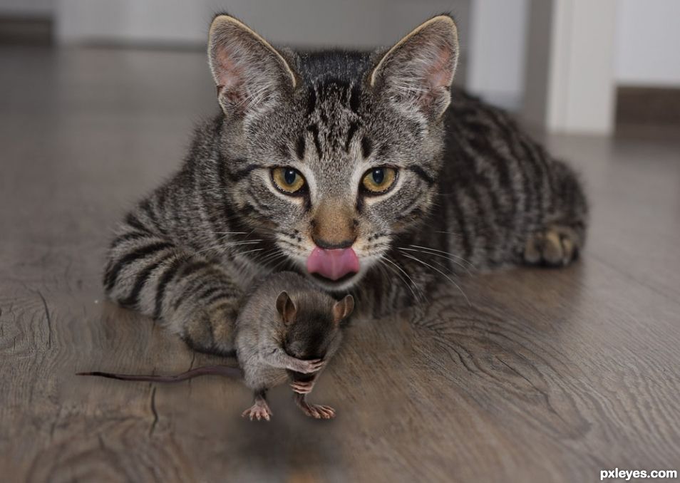 Creation of Bottled cat food: Step 1