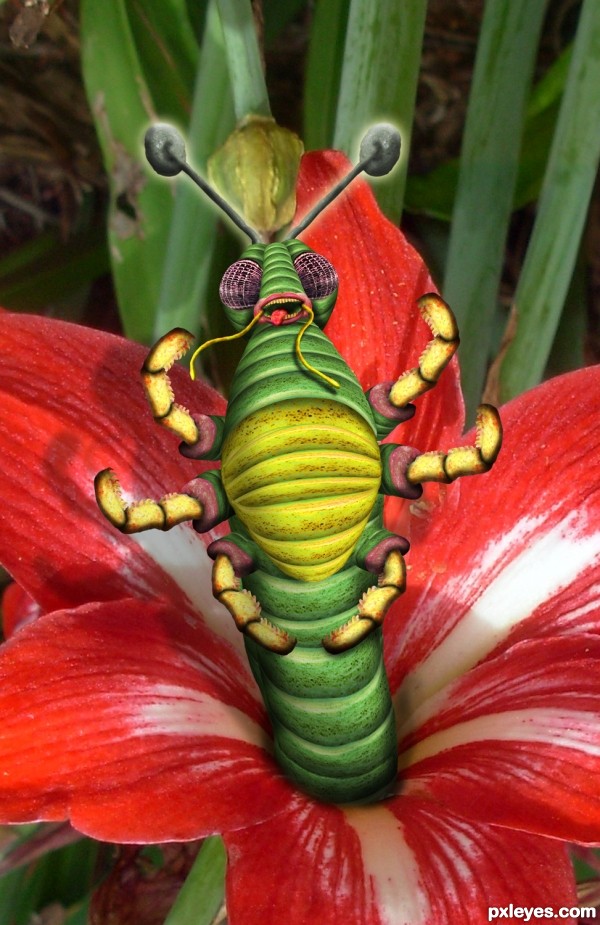 Creation of Measuring the Amaryllis: Final Result