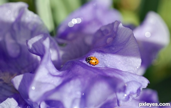 Basking in the Lavender Light