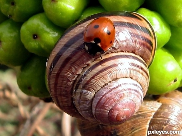 Bug on Snail
