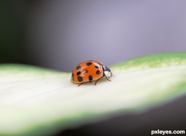 Ladybug