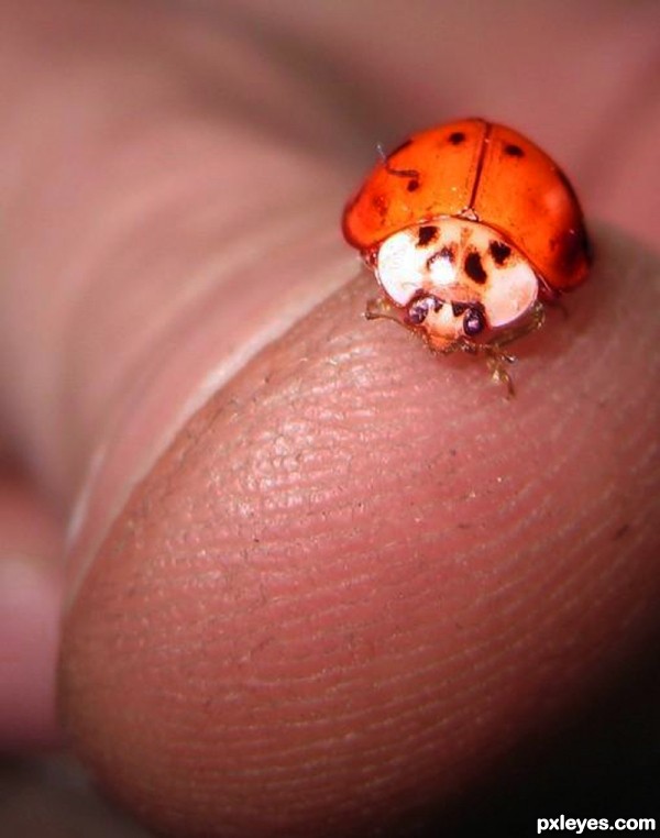 Ladybug Buddy