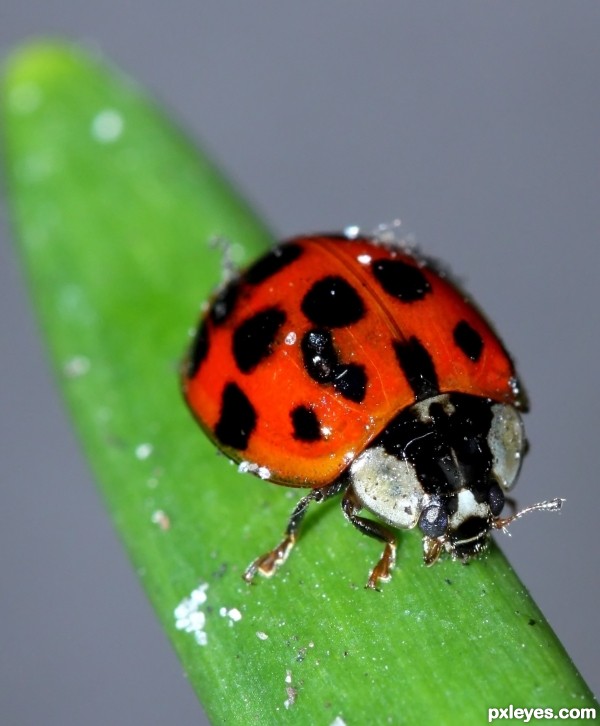 Lucky Ladybug