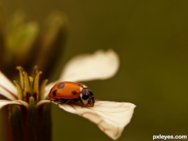 on a flower in the garden