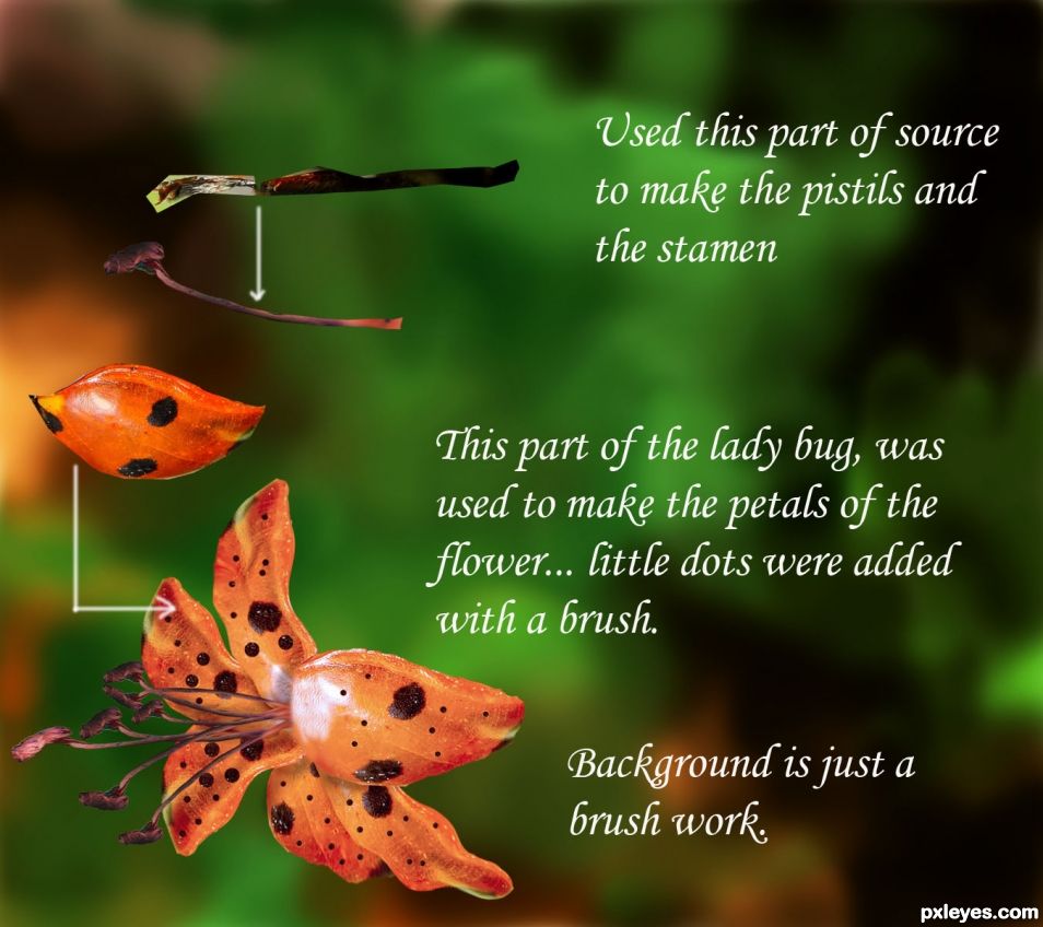 Creation of LILIES: Step 1