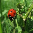 ladybugs photography contest