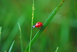 Lady of the Yard