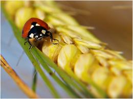 Ladybird trip