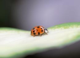 Ladybug