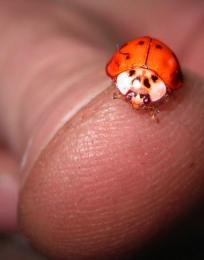 LadybugBuddy