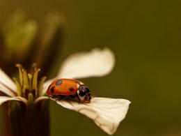 on a flower in the garden