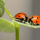 ladybugs photoshop contest