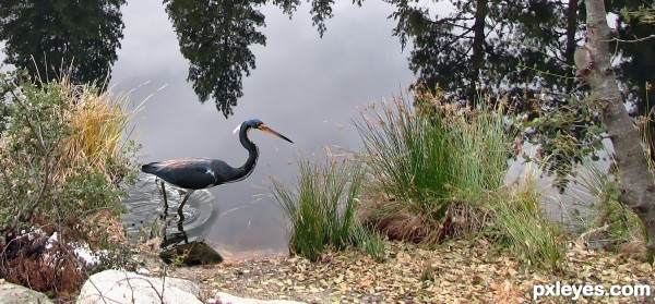 Bird on the Water